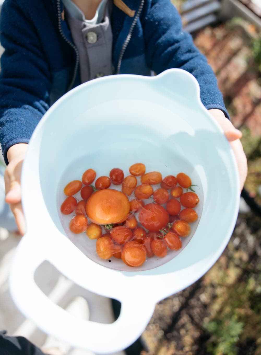 One of our kids holding a bowl of freshly picked cherry tomatoes