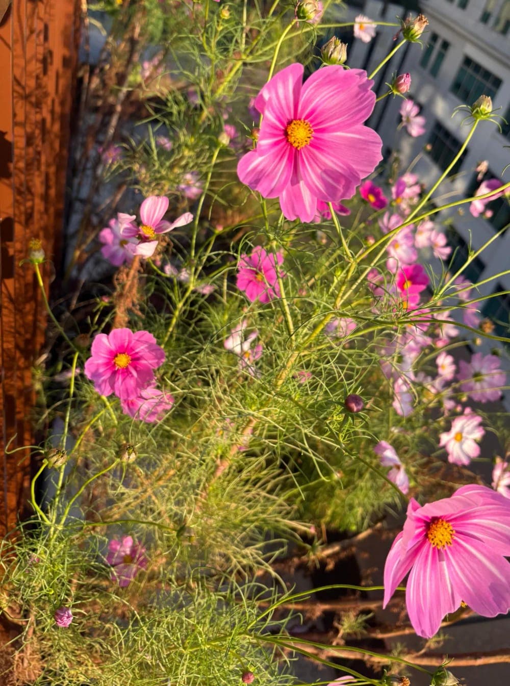 Pink cosmos flowers glowing in the evening sun on the rooftop