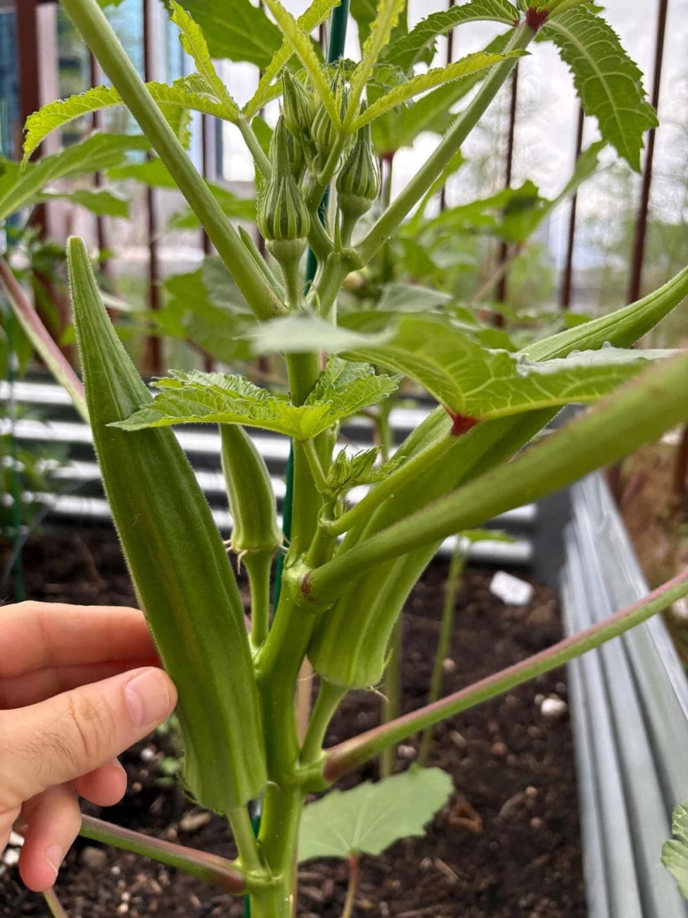 An okra plant with pods ready to pick and flower buds on the way
