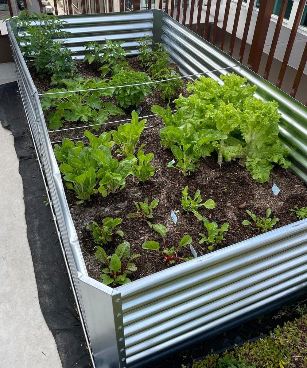 A raised bed on the rooftop with lettuce, Swiss chard, squash and tomato plants