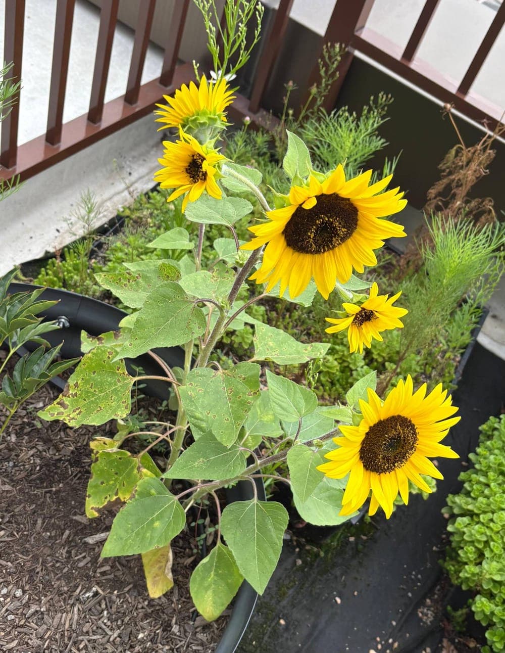 A sunflower plant with five bright yellow blooms in a rooftop planter